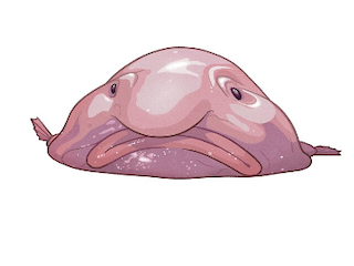 A picture of my spirit animal;blobfish